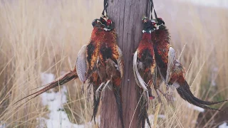 Pheasant Hunting with German Shorthairs