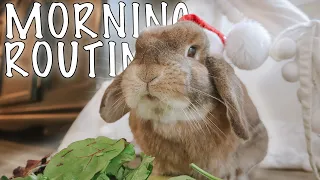 Free Roam Rabbit Holiday Morning Routine