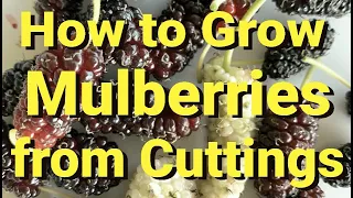 How to Grow Mulberry Trees from Cuttings