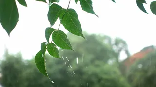 Old Bollywood Songs Playing in Another Room and it's Raining || Bollywood ASMR || Ravijaa Mehta