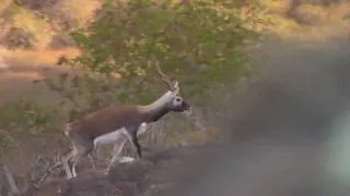 Kaleimakaalii Hunting Hawai'i II ( Black Buck )