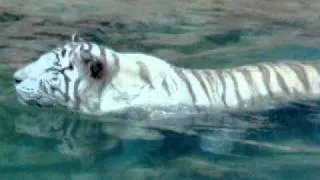 Very rare White Tiger Loro Park, Tenerife