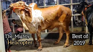 The Mighty Helicopter | Iconic Hasha Bolod | Bengal Farm House | Korbani Eid 2019 | Dhaka Cow Mania