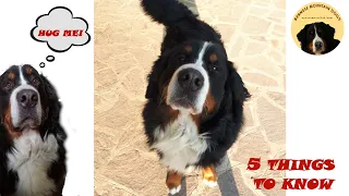 5 THINGS you MUST KNOW if you want a BERNESE MOUNTAIN DOG! part 3