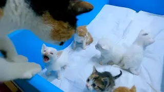 Mama Cat couldn't resist the meowing of her hungry kittens.