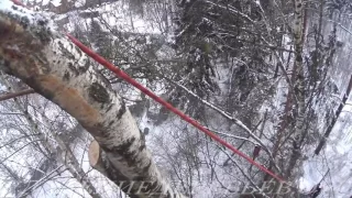 Мытищинский район Мос.обл. Удаление двух опасных деревьев.