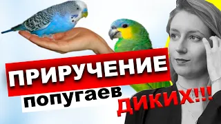 Как приручить дикого попугая?  Попугай не приручается, что делать, если попугай боится рук?