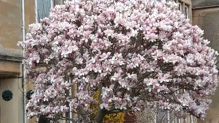 Magnificent magnolias.