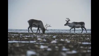 О важном из первых уст. Новая Земля