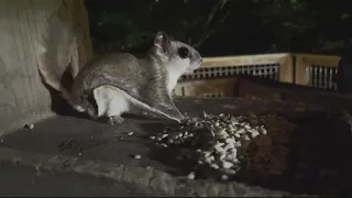 Flying Squirrels in Maryland | Mic'd Up