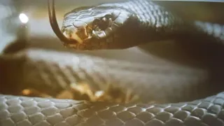 A cobra assassina - filme completo dublado