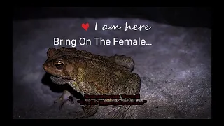 American Toad Mating Call