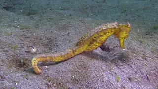 Seahorses and Ghost pipefish