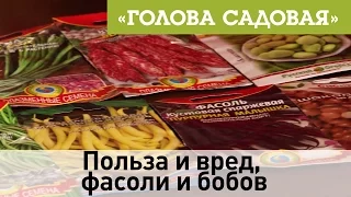 Голова садовая - Польза и вред, фасоли и бобов