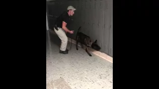 K9 Spike narcotics certification test