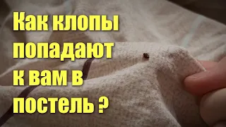 Откуда берутся клопы в постели и из-за чего они могут в ней жить?