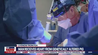 Pig heart transplanted into human man | LiveNOW From FOX