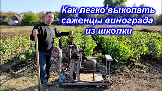 Как легко выкопать саженцы винограда из школки