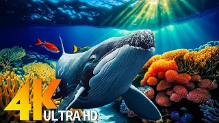 Aquarium 4K Video UHD(60fps) 🐠 Sea Animals With Relaxing Music - Rare & Colorful Sea Life Video #20