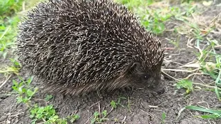 Обрезали по крылышку😏 Уже и днем приходят🦔  Сливаем бассейн💧🌿 Живем в своем доме на Кубани