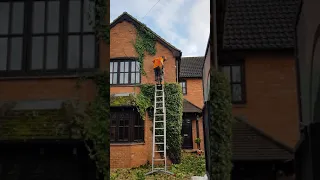 Ivy removal