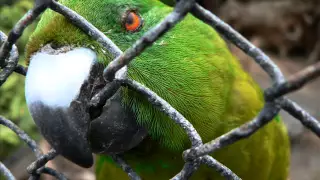 Half An Abortion  - Parakeet Prolapse