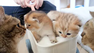 I put the kittens in a wheelbarrow and they were too cute