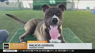 Pet of the Weekend: Malachi (A508638)