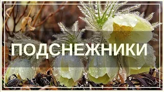 Милые лесные подснежники. День подснежника.