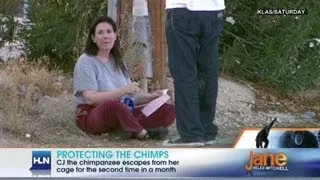 Protecting the chimps