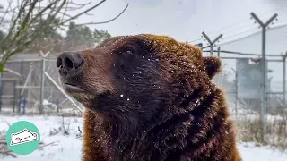 Playful Bear Starts Goofing Around After 9 Years In A Cage | Cuddle Buddies