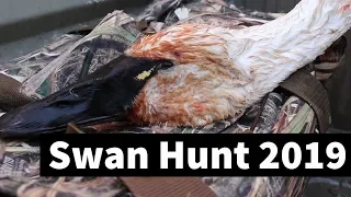 Swan Hunting in Utah