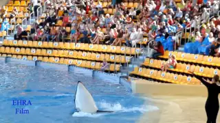 Loro Park Teneriffa Orca Show * Loro Parque Orca Ocean