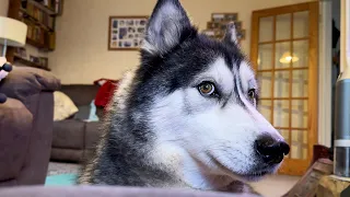 Husky RUNS OFF To Complain About Me To My Mum!