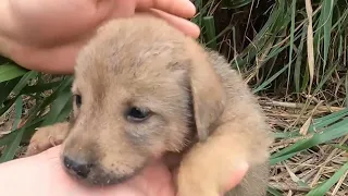 Lost Puppy Finds Hope: Rescued by a Kind Stranger After Losing Its Mother in the Wilderness