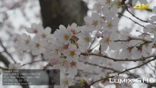 LUMIX GH6 First Footage in Chiba