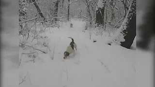 Hound drives a hare