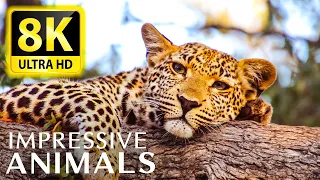 IMPRESSIVE ANIMALS 8K ULTRA HD  - The best animals for relaxing and soothing music