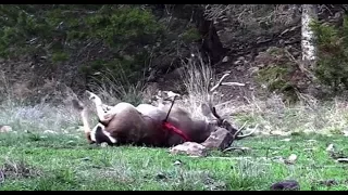 GRAPHIC: Muzzy Trocar Causes Insane Blood Loss on Whitetail Buck.