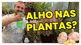 Coloque ALHO em suas PLANTAS e veja o incrível acontecer