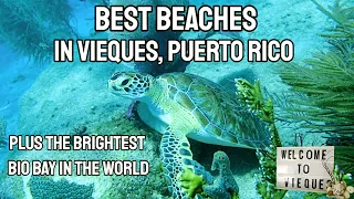 Vieques Puerto Rico | Our Top 5 Beaches | The Brightest Bay in The World