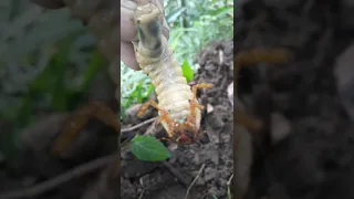 LARVA - SI PEMAKAN OTAK