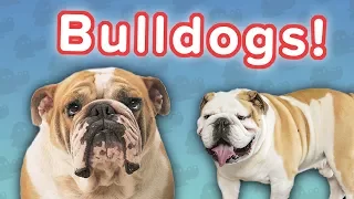 Bulldogs Are Awesome! // Funny Animal Compilation