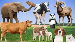 Wild Animal Sounds: Sheep, Dog, Elephant, Squirrel, Panda, Cow, Goat,... | Animal Moments