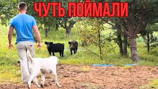 ПОБЕГ НА ХУТОРЕ.556 ДНЕЙ В ГЛУШИ. Жизнь вдали от города.