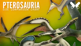 PTEROSAURS . size comparison and data. Flying reptiles