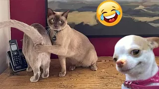 BEST FUNNIEST CATS AND DOGS VIDEOS 2024 🤣😂| FUNNY ANIMAL VIDEOS (PART-3)