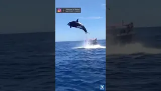 Una orca impacta contra un delfín en pleno salto