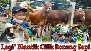 Lagi - Lagi Anak Kecil Ini Borong Sapi || Nego Alot Sama Mbak Cantik