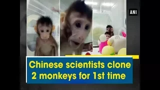 Chinese scientists clone 2 monkeys for 1st time - ANI News